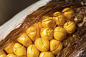 Corn grains on the cob maturing with toothed horny kernels, harvest optimization, moisture content around 30%. France