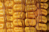 Corn grains on the cob maturing with toothed horny kernels, harvest optimization, moisture content around 30%. France