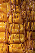 Corn grains on the cob maturing with toothed horny kernels, harvest optimization, moisture content around 30%. France