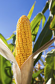 Corn cob maturing with toothed horny kernels, harvest optimization, moisture content around 30%. France