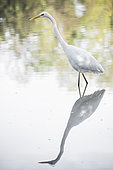 Common egret or great white egret (Casmerodius albus) mirrored in the pond searching for prey, Piedmont, Italy