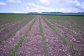 Eurasian Stone-curlew (Burhinus oedicnemus) nest with 2 eggs in a cornfield in Calvados, Normandy, France