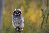 Northern Hawk-Owl (Surnia ulula) - a fledgling chick, not yet flying, begging its parents for food in the Kuusamo region of Finland.