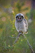 Northern Hawk-Owl (Surnia ulula) - a fledgling chick, not yet flying, begging its parents for food in the Kuusamo region of Finland.
