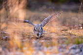 Northern Hawk-Owl (Surnia ulula) - Adult hunting with autumn colors in the Kuusamo region of Finland