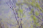 Northern Hawk-Owl, Épervière boréale, (Surnia ulula), adult perched on one of the rare Varanger trees in Norway