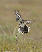 Loggerhead Shrike (Lanius ludovicianus), Utah, USA