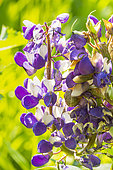 Russel's hybrid lupine, Lupinus 'The Governor', flowers
