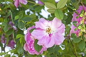 Virginia Rose 'Plena', Rosa virginiana 'Plena', flowers