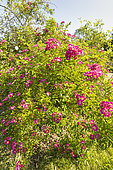 Scotch rose, Rosa spinosissima 'Single Cherry', in bloom