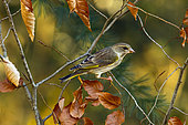 European Greenfinch (Chloris chloris) on a branch, Yvelines, France