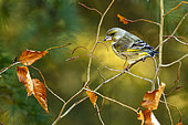 European Greenfinch (Chloris chloris) on a branch, Yvelines, France