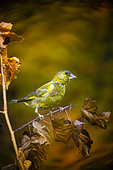 European greenfinch (Chloris chloris) male on a branch, Yvelines, France