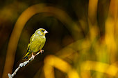 European greenfinch (Chloris chloris) male on a branch, Yvelines, France