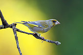 European greenfinch (Chloris chloris) male on a branch, Yvelines, France