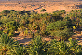View on the palm trees of the oasis of Ouadane. Ancient Ksour of Ouadane, Chinguetti, Tichitt and Oualata. Adrar. Mauritania