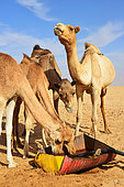 Camels drinking at the camel market of Nouakchott. Nouakchott. Mauritania.