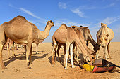 Camels drinking at the camel market of Nouakchott. Nouakchott. Mauritania.