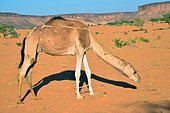 Hindered camel grazing in the Adrar desert. Chinguetti. Adrar. Mauritania