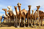 Camels for sale at the camel market of Nouakchott. Nouakchott. Mauritania.