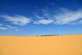 Group of camels in the Adrar desert. Chinguetti. Adrar. Mauritania.