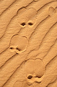 Foot prints of a camel in the Adrar desert. Chinguetti. Adrar. Mauritania.