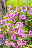 Rhododendron 'Rosebud', flowers