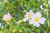 Elliptical-leaf Rose, Rosa elliptica, flowers