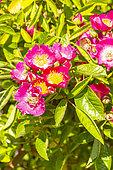 Multiflora rose, Rosa 'Maria Lisa', flowers