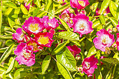 Multiflora rose, Rosa 'Maria Lisa', flowers