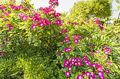 Multiflora rose, Rosa 'Maria Lisa', in bloom