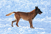 Avalanche dog, Malinois dog standing in the snow