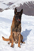 Avalanche dog, Malinois dog sitting in the snow