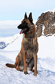 Avalanche dog, Malinois dog sitting in the snow