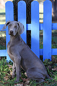Weimar pointing dog, puppy sitting in a garden