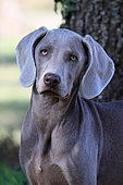 Weimar pointing dog, Portrait of a puppy