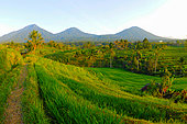 Jatiluwih rice field. Munbduk and Ubud region. Bali. Indonesia.