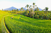 Jatiluwih rice field. Munbduk and Ubud region. Bali. Indonesia.