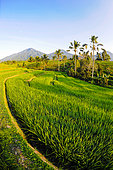 Jatiluwih rice field. Munbduk and Ubud region. Bali. Indonesia.