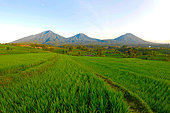 Jatiluwih rice field. Munbduk and Ubud region. Bali. Indonesia.