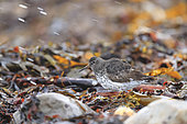 Purple Sandpiper (Calidris maritima) in breeding plumage foraging on a carpet of seaweed. Norway