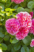 Damask rose, Rosa 'Quatre Saisons', flowers
