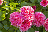 Damask rose, Rosa 'Quatre Saisons', flowers