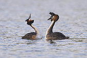 Great crested grebe (Podiceps cristatus) displaying on the water, Vosges, France