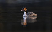 Great crested grebe (Podiceps cristatus) on the water, Vosges, France