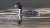 Great crested grebe (Podiceps cristatus) on the water, Vosges, France