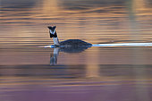 Great crested grebe (Podiceps cristatus) on the water, Vosges, France
