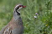 Red-legged partridge (Alectoris rufa) on the ground, Vendée, France