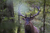 Red deer (Cervus elaphus), male portrait, Vosges, France