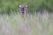 Roe deer (Capreolus capreolus), female in tall grass, Vosges, France
